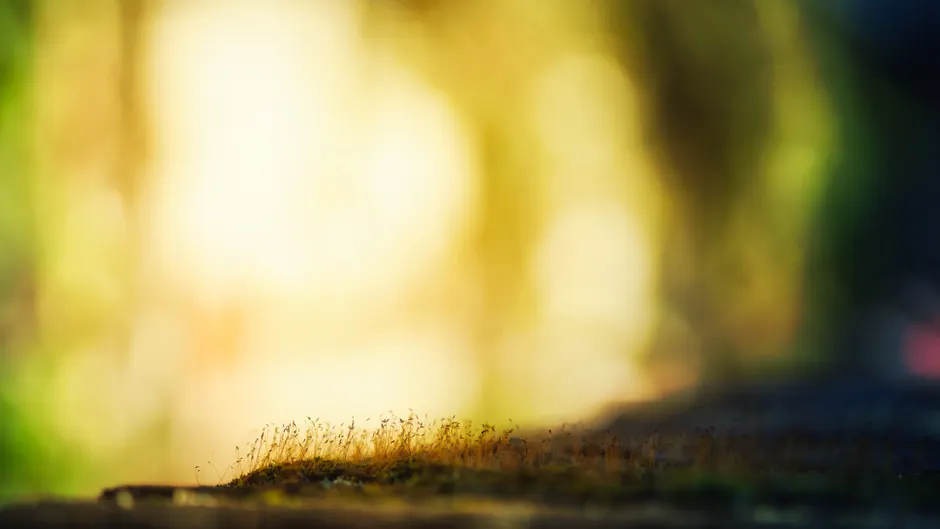 Detail Macro Bokeh Background Number 2