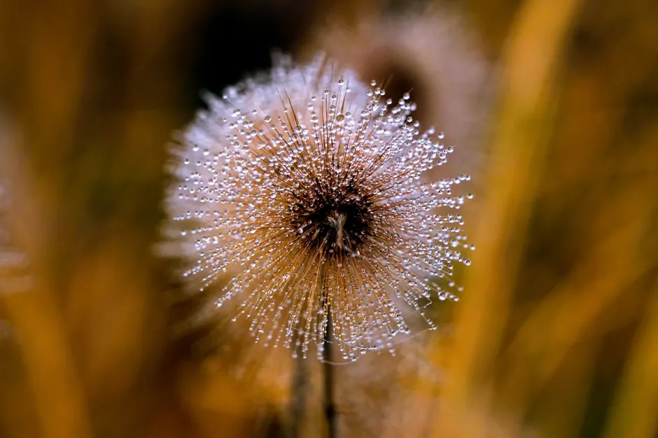 Detail Macro Bokeh Background Number 12