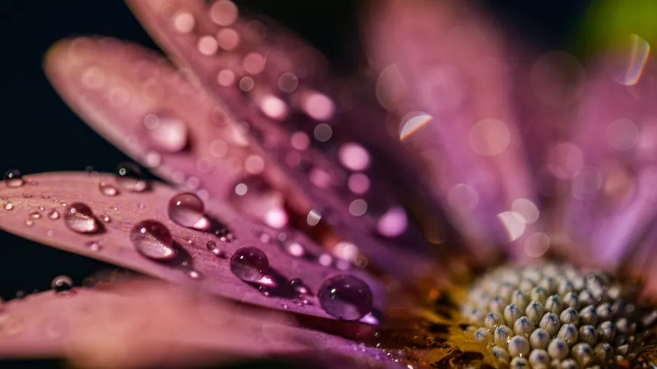 Detail Macro Bokeh Background Number 13