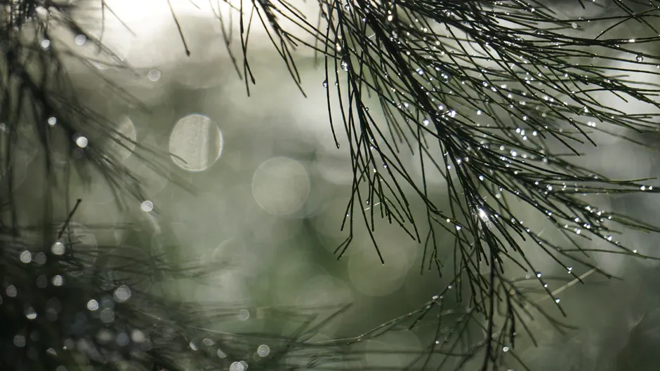 Detail Macro Bokeh Background Number 16