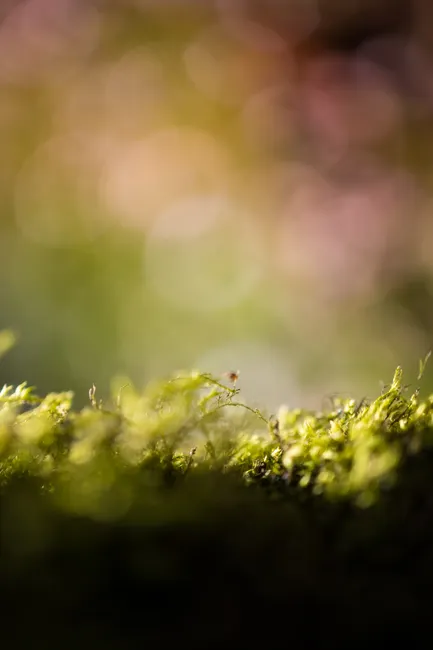 Detail Macro Bokeh Background Number 18