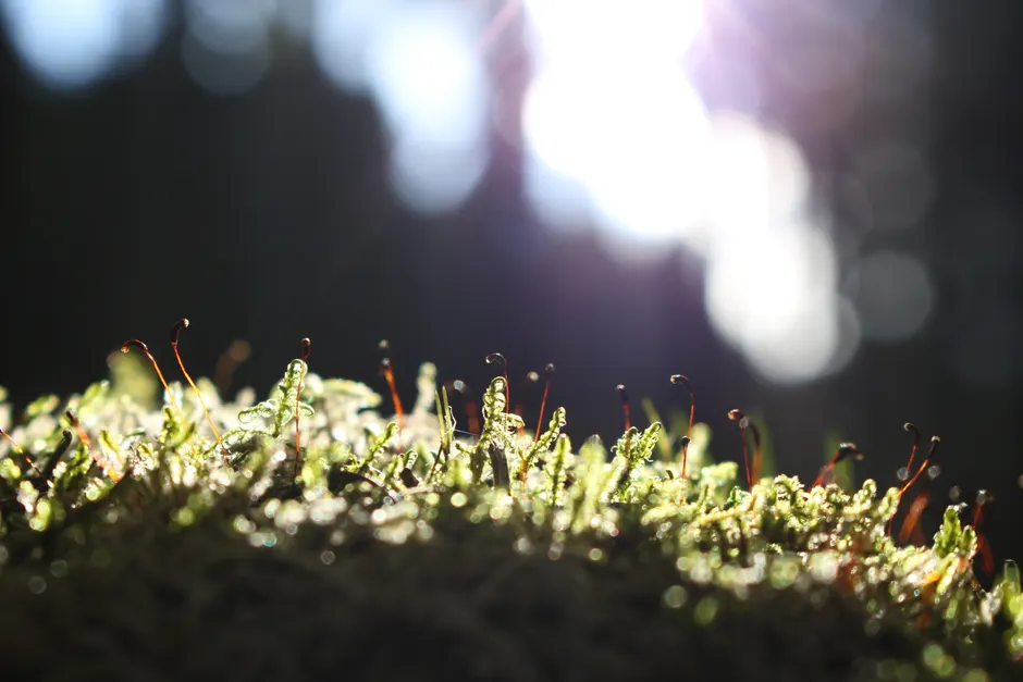 Detail Macro Bokeh Background Number 19