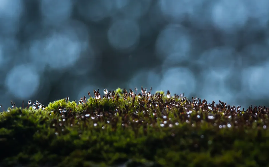 Detail Macro Bokeh Background Number 20