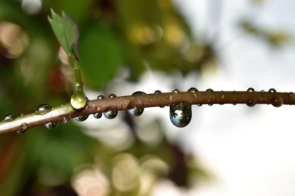 Detail Macro Bokeh Background Number 4