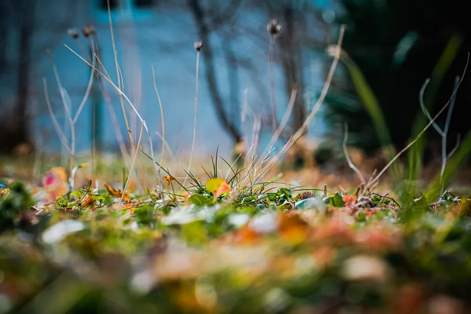 Detail Macro Bokeh Background Number 5