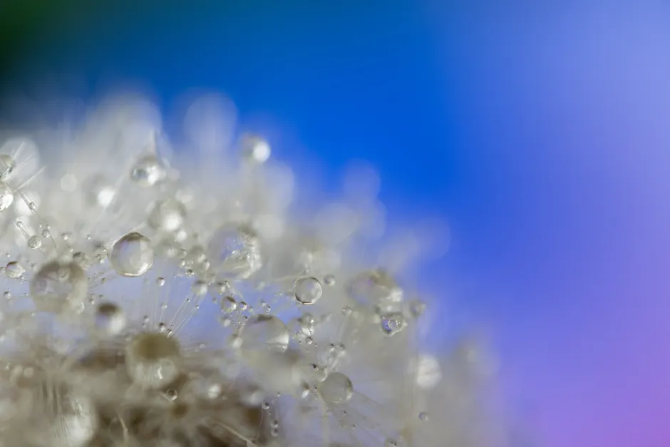 Detail Macro Bokeh Background Number 6
