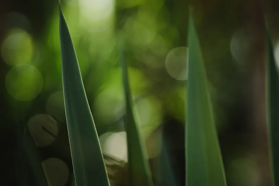 Detail Macro Bokeh Background Number 7