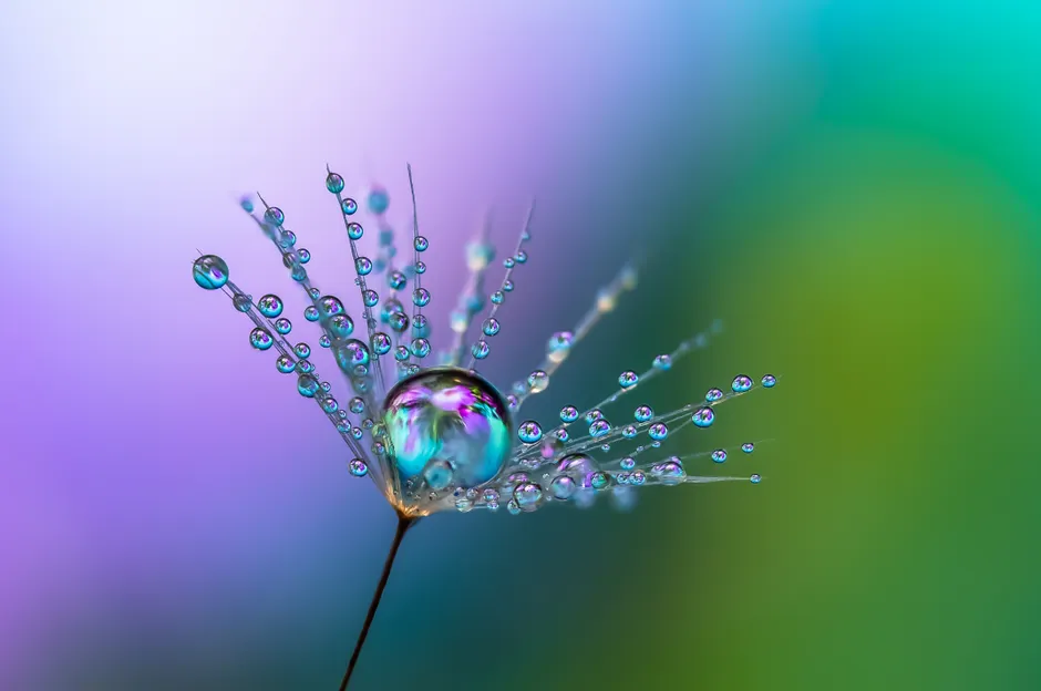 Detail Macro Bokeh Background Number 8