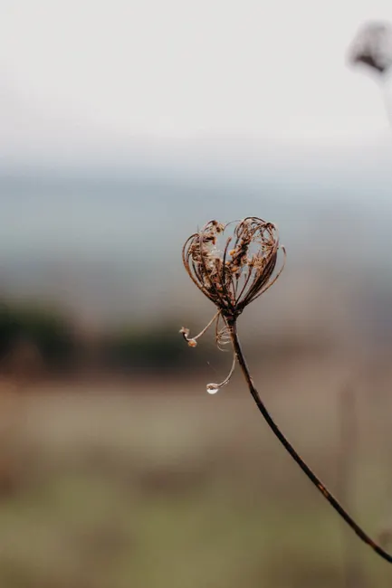 Detail Macro Bokeh Background Number 10