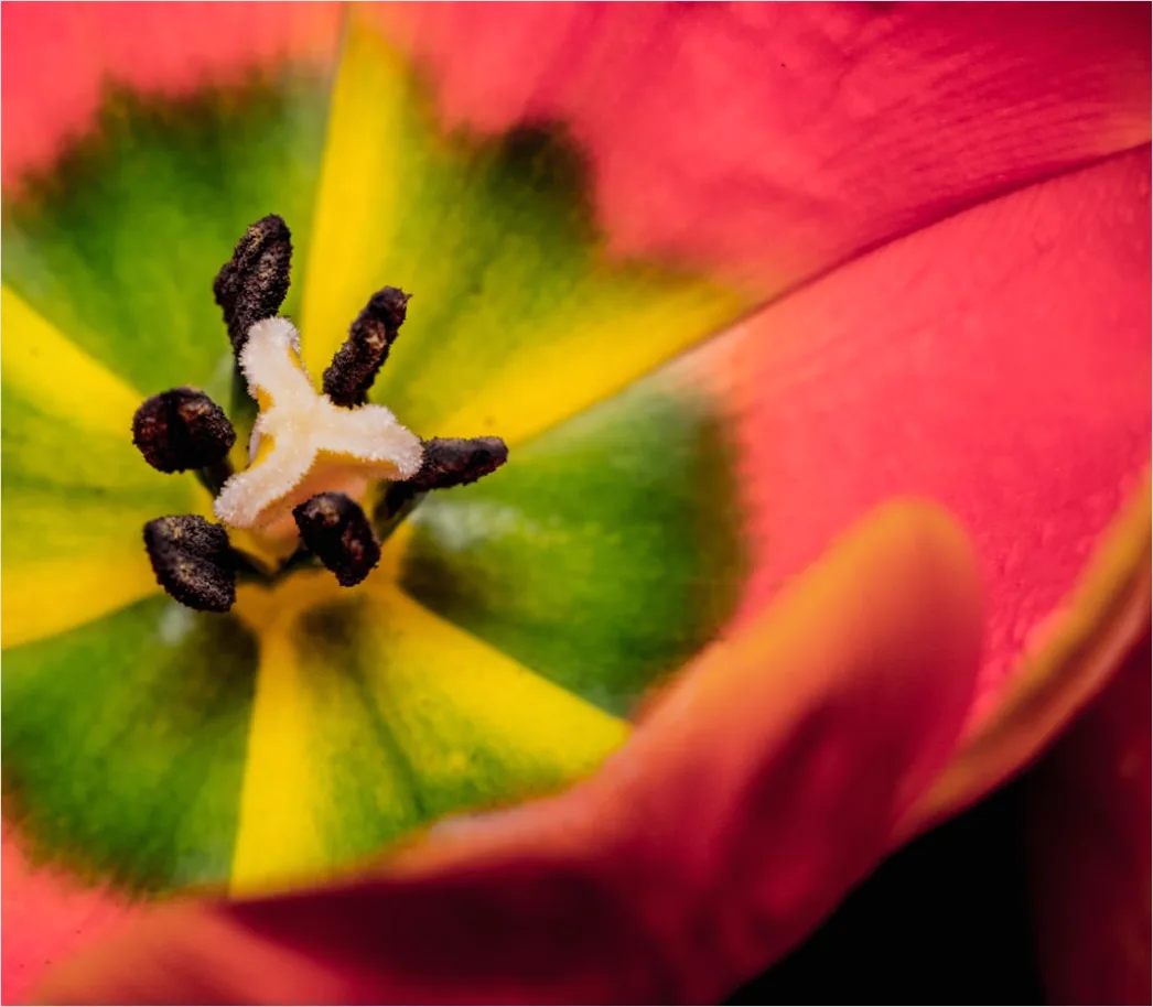 Detail Macro Photo Number 2