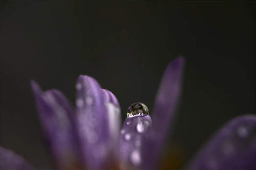 Detail Macro Photo Number 3