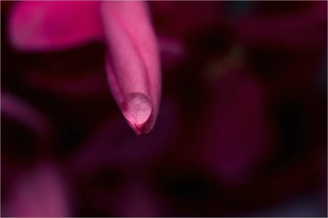 Detail Macro Photo Number 4
