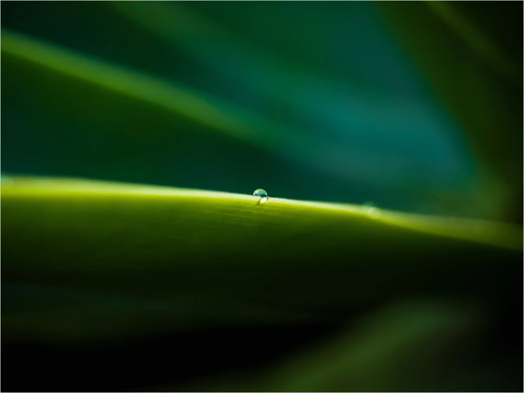 Detail Macro Photo Number 8