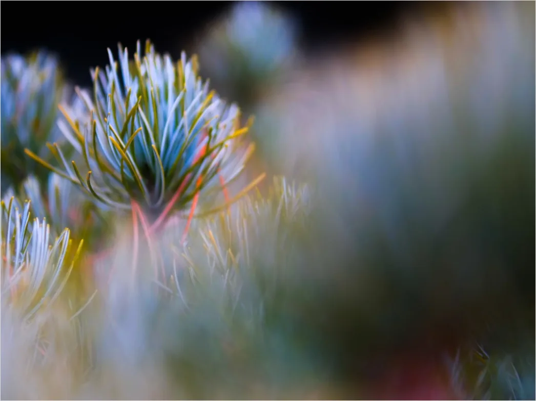 Detail Macro Photo Number 9