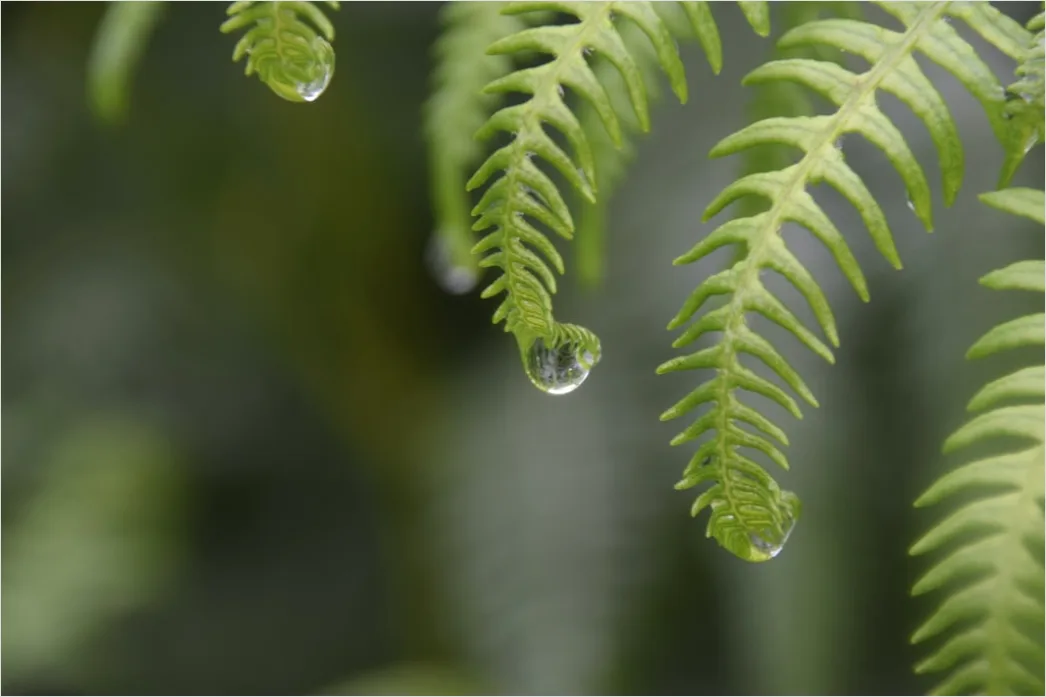 Detail Macro Photography Number 11