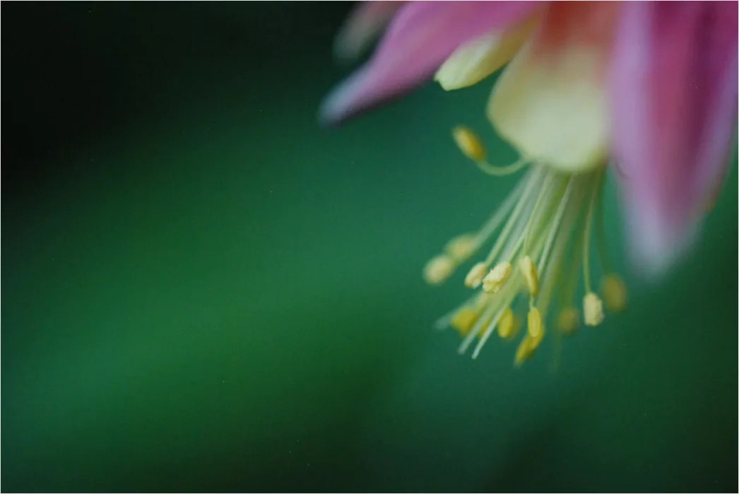 Detail Macro Photography Number 14