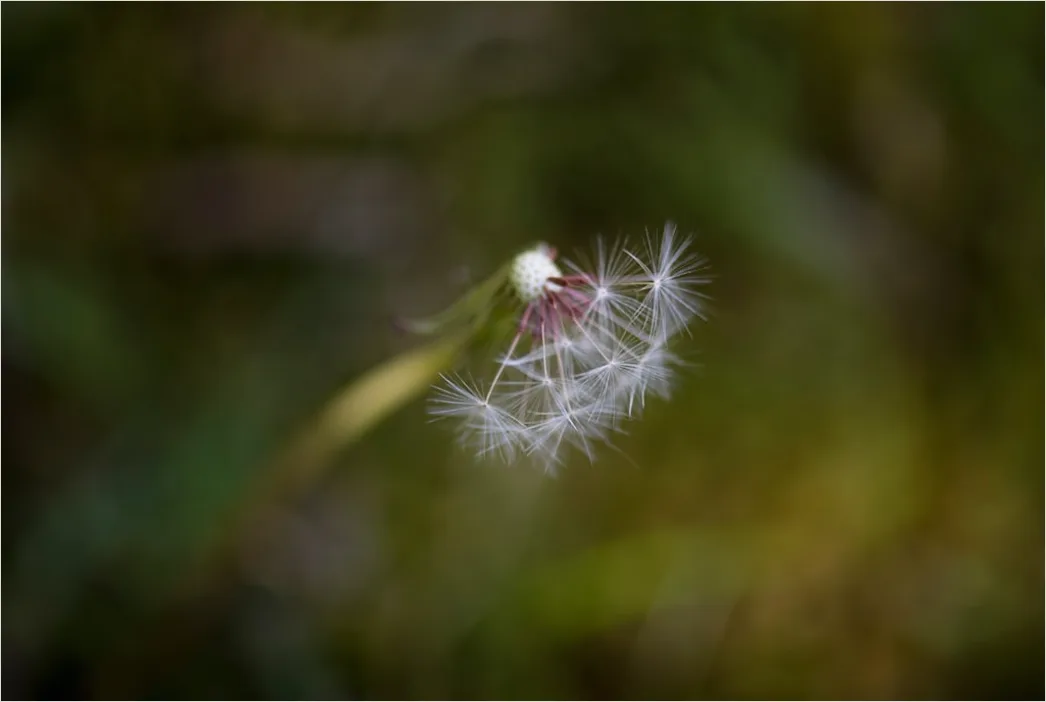 Detail Macro Photography Number 18