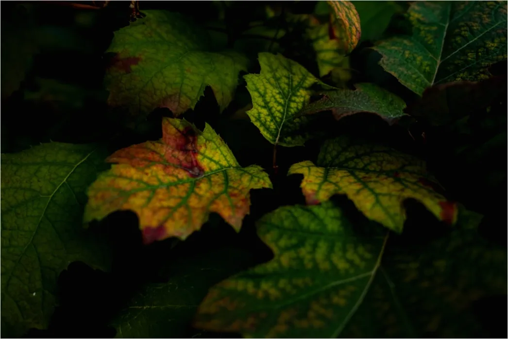 Detail Macro Photography Number 20
