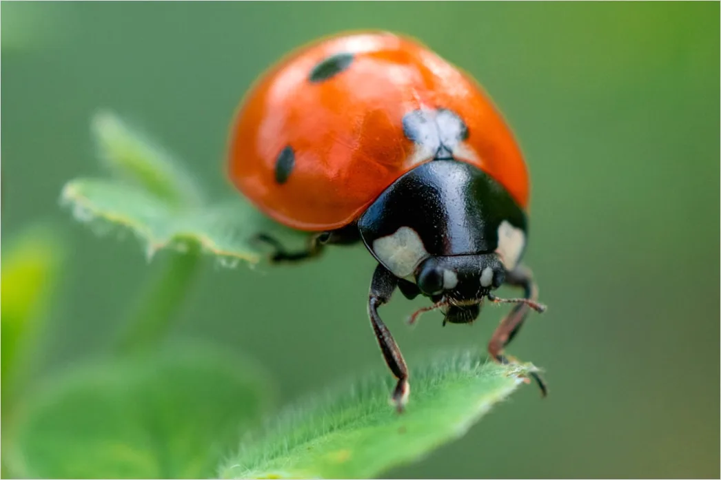 Detail Macro Photography Number 3