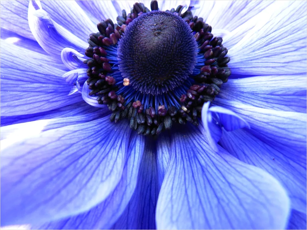 Detail Macro Photography Number 4