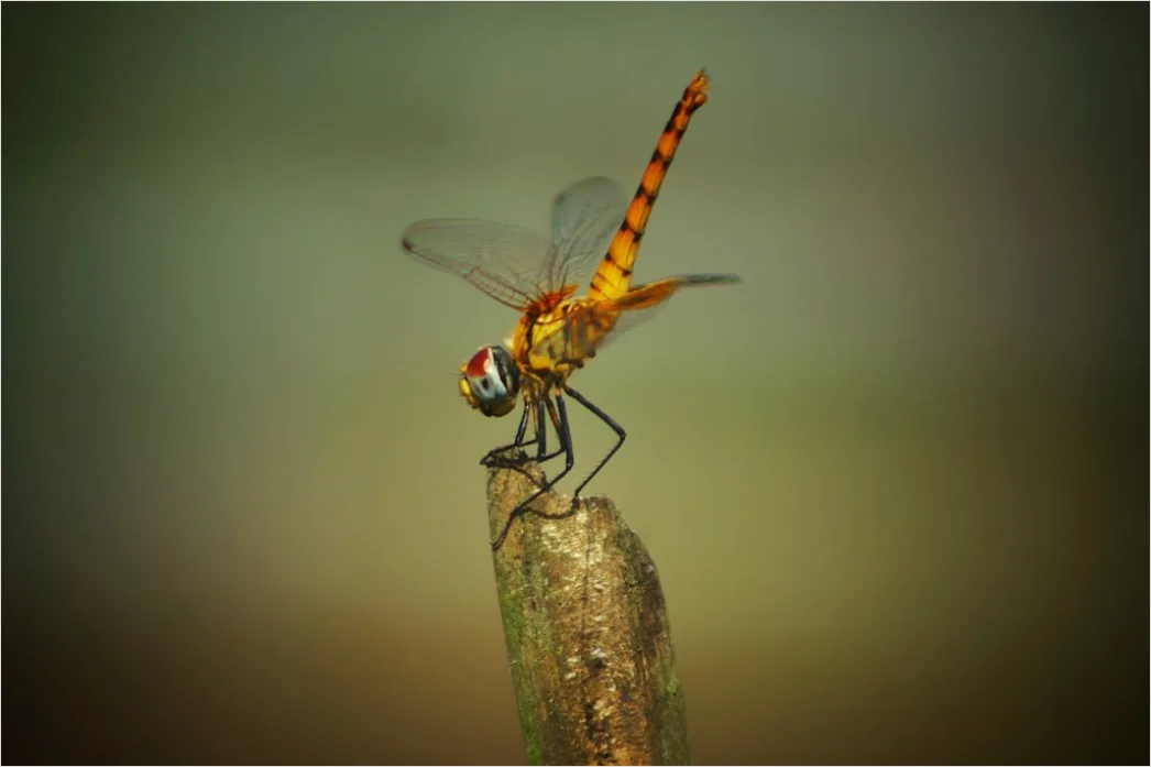 Macro Wildlife 2887