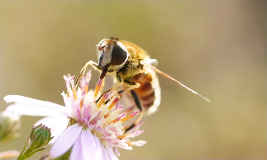 Detail Macro Wildlife Number 13