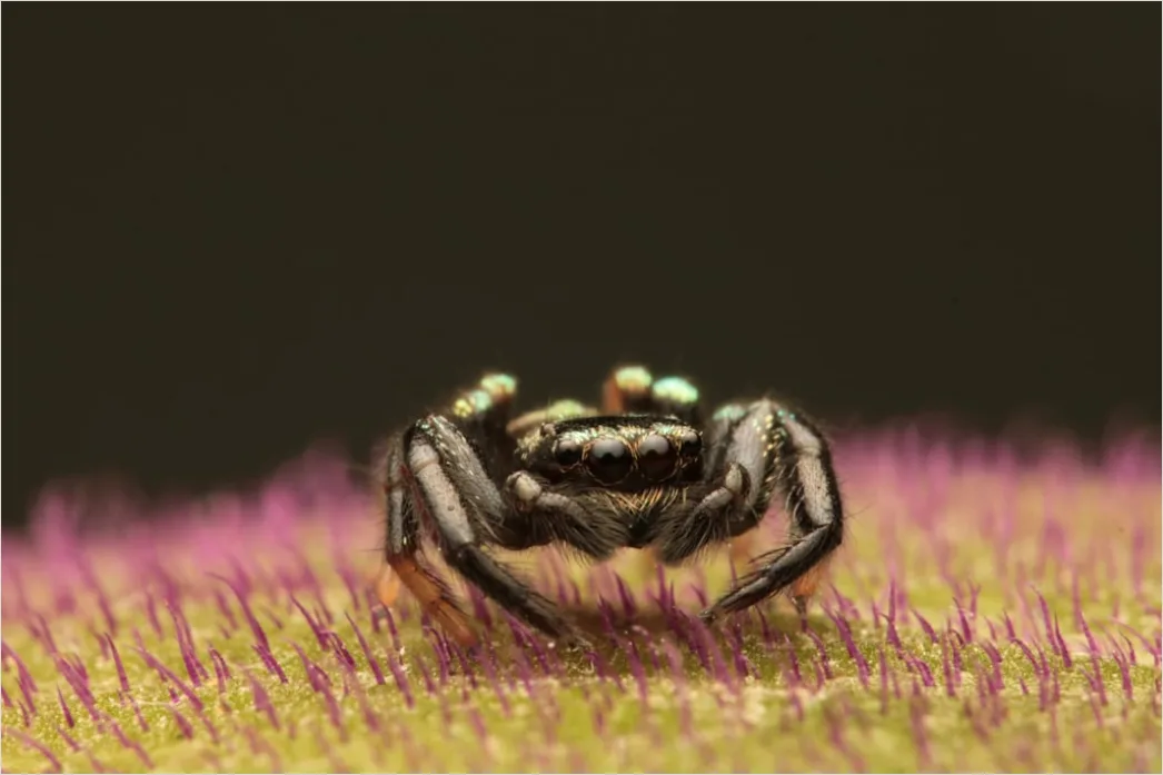 Detail Macro Wildlife Number 18