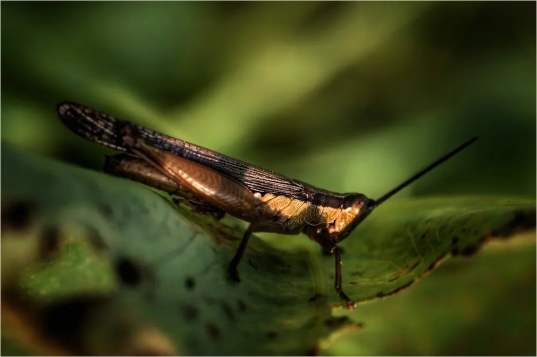 Detail Macro Wildlife Number 19