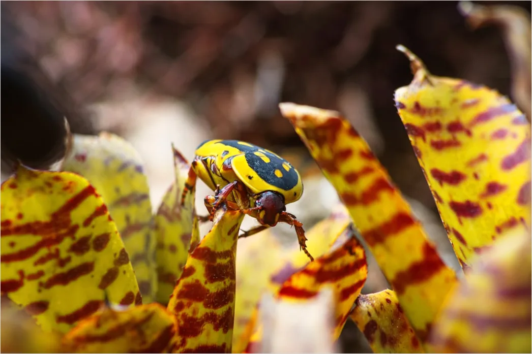 Detail Macro Wildlife Number 3