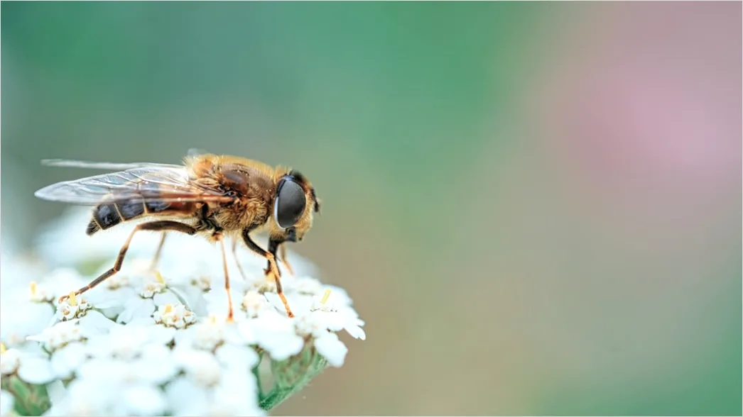 Detail Macro Wildlife Number 4