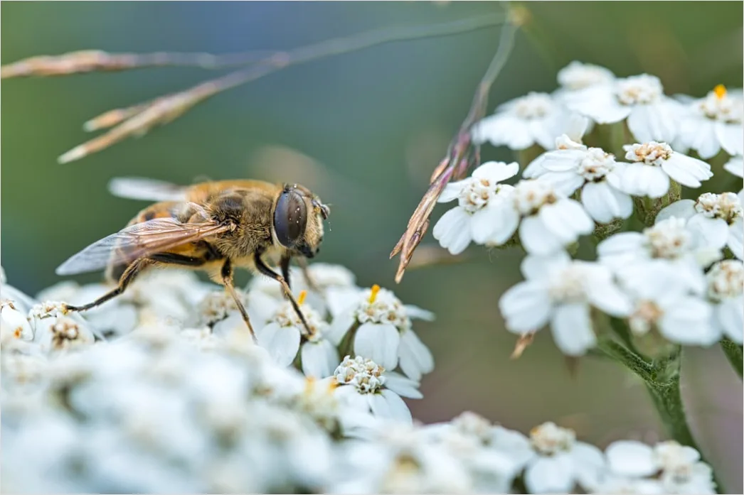 Detail Macro Wildlife Number 5