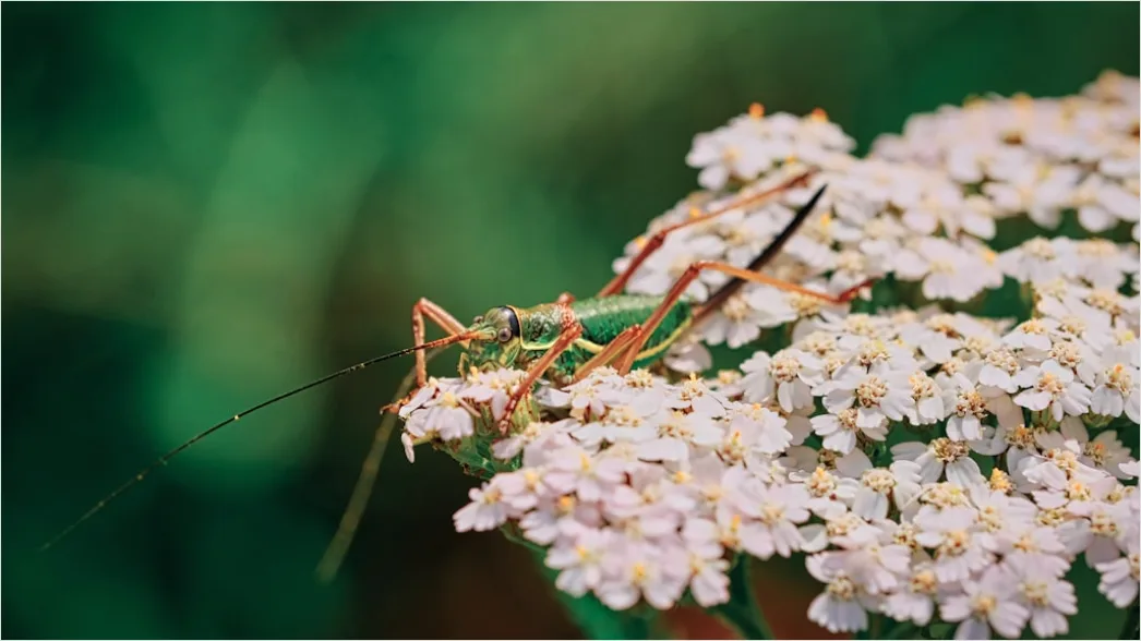 Detail Macro Wildlife Number 6