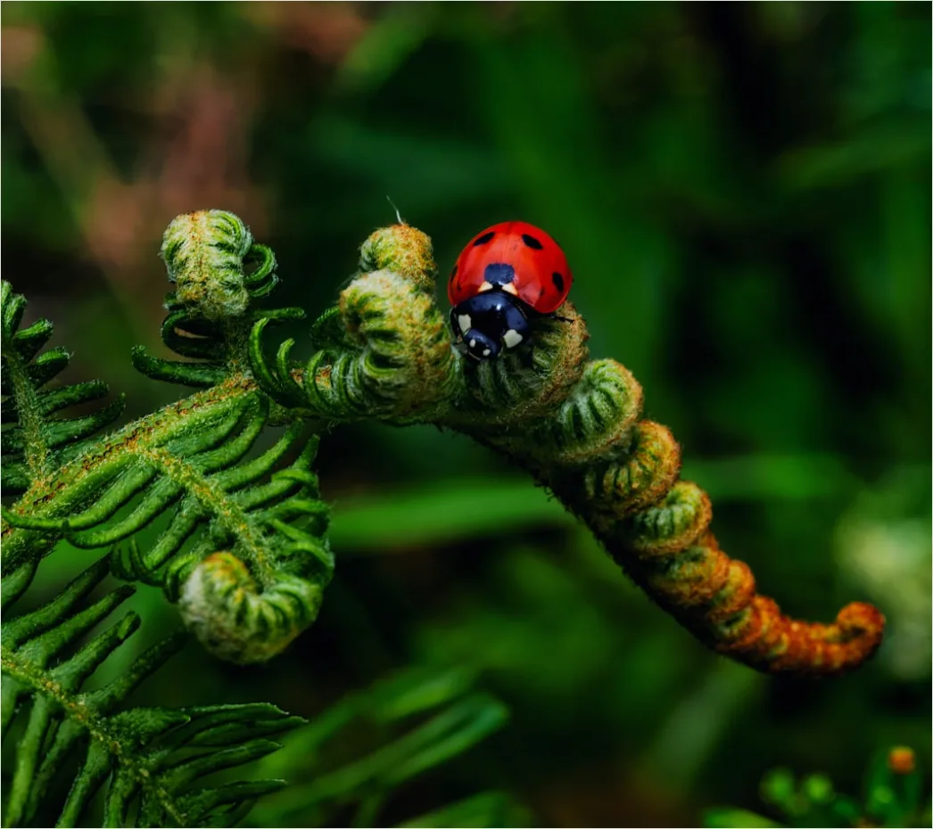 Detail Macro Wildlife Number 7
