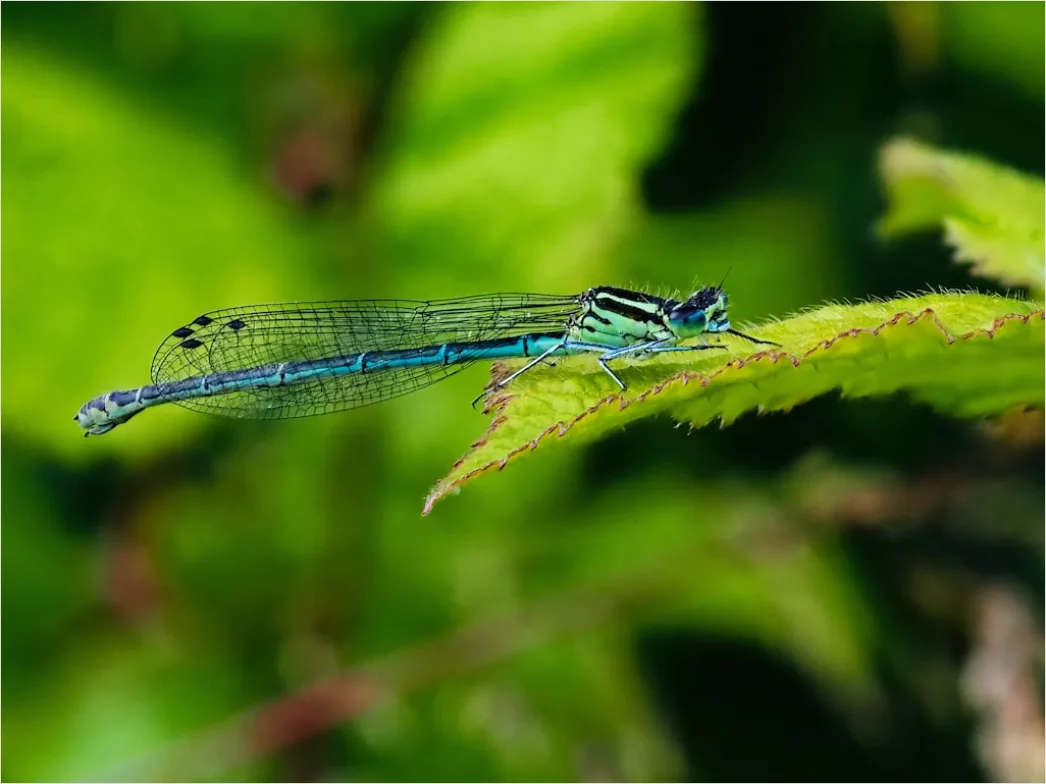 Detail Macro Wildlife Number 8
