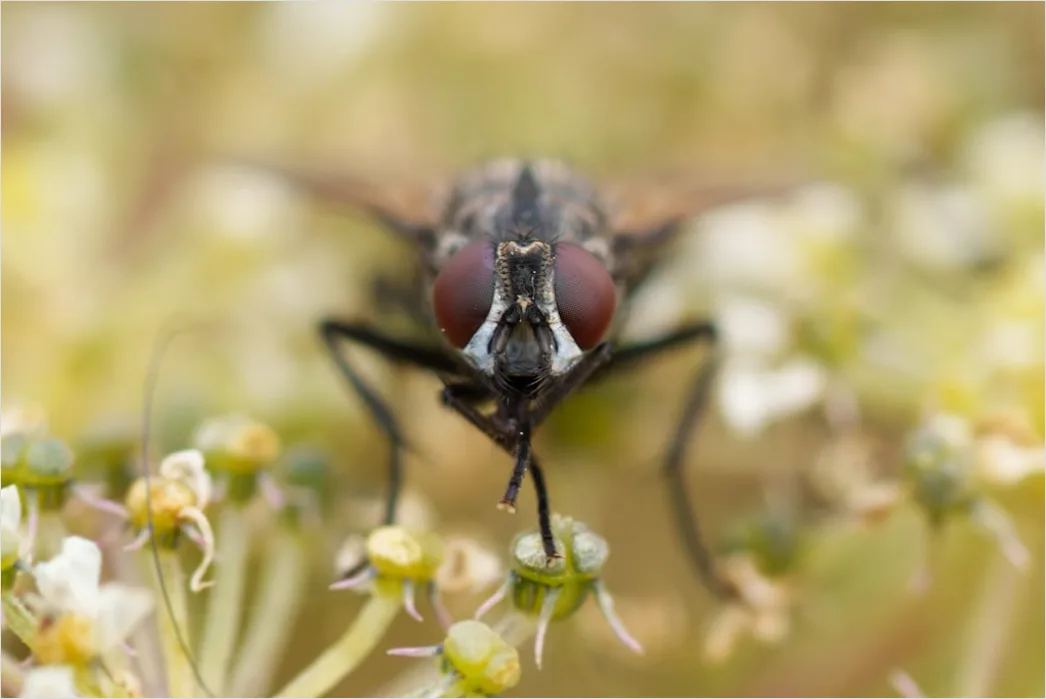 Detail Macro Wildlife Number 10