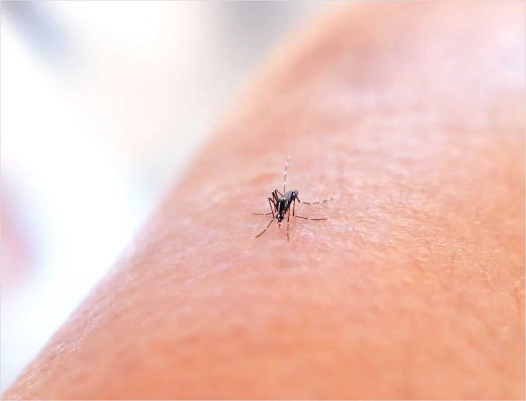 Detail Mosquito Macro Number 2