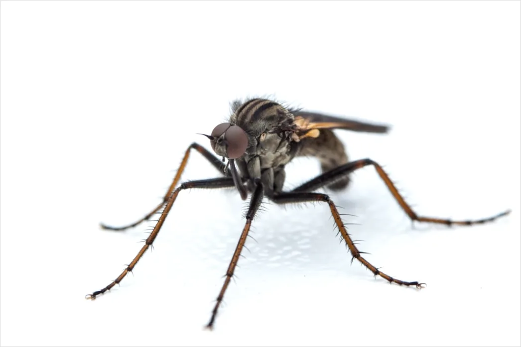 Detail Mosquito Macro Number 11