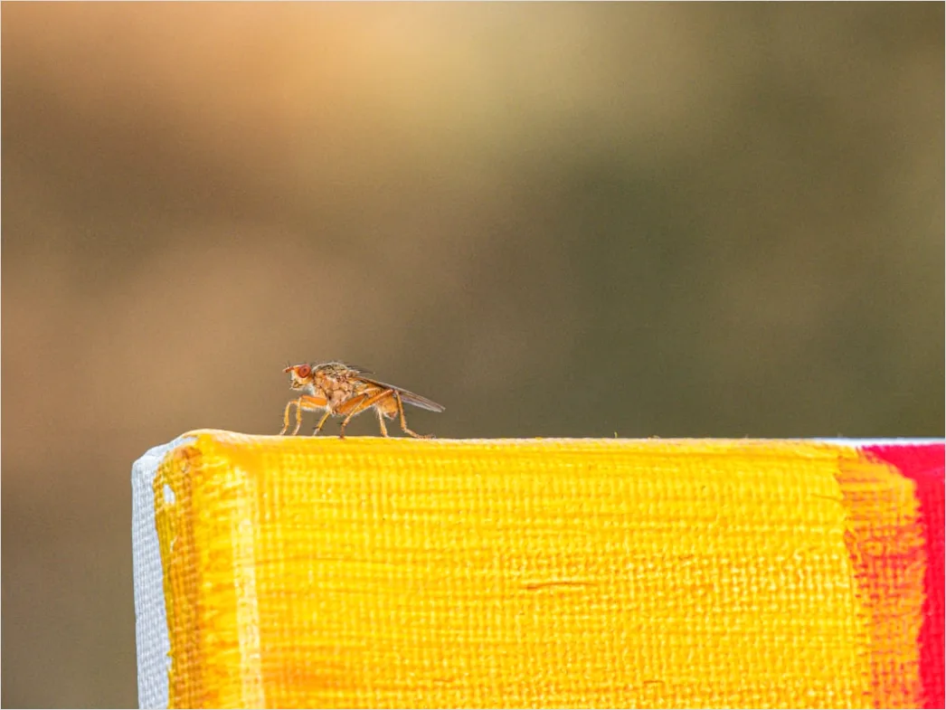 Detail Mosquito Macro Number 13