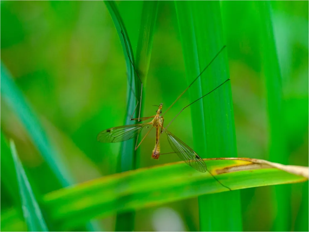Detail Mosquito Macro Number 14