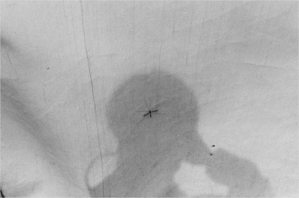 Detail Mosquito Macro Number 16