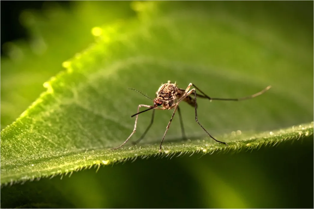 Detail Mosquito Macro Number 3