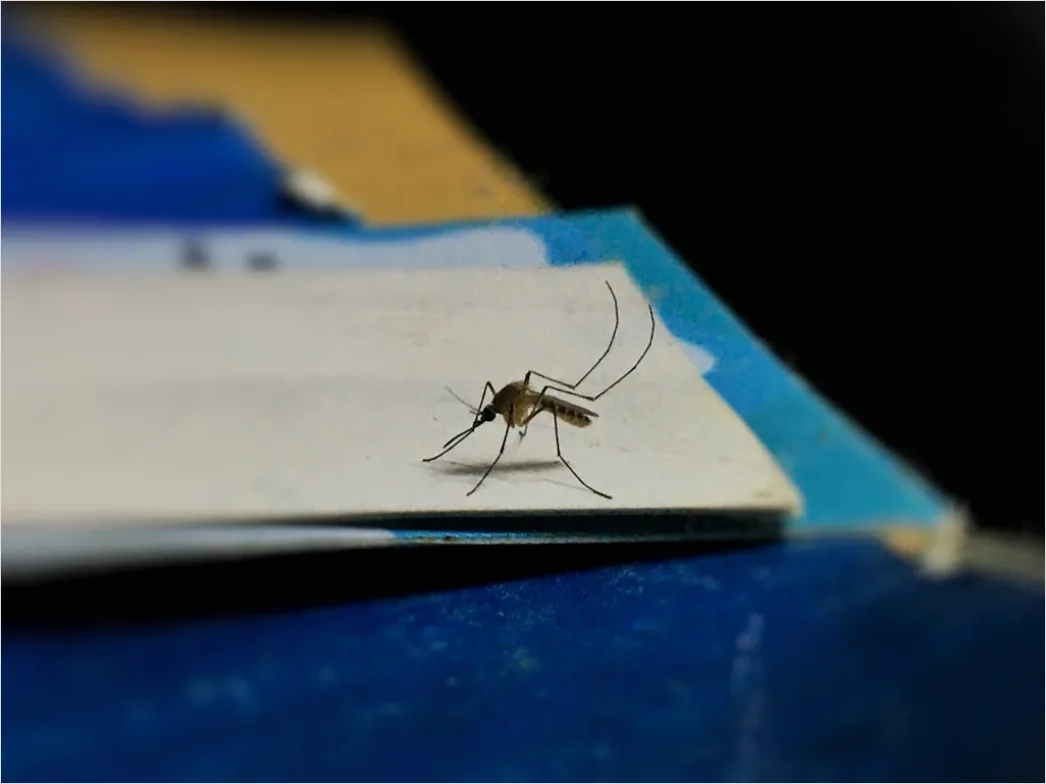 Detail Mosquito Macro Number 5