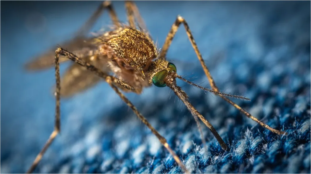 Detail Mosquito Macro Number 6