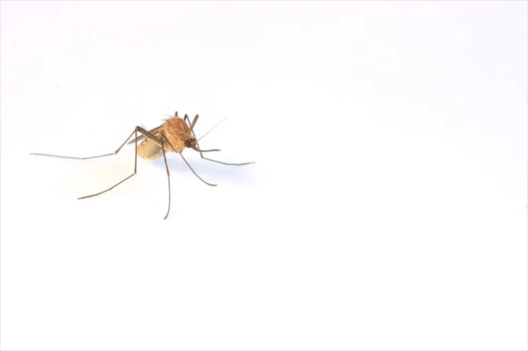 Detail Mosquito Macro Number 7