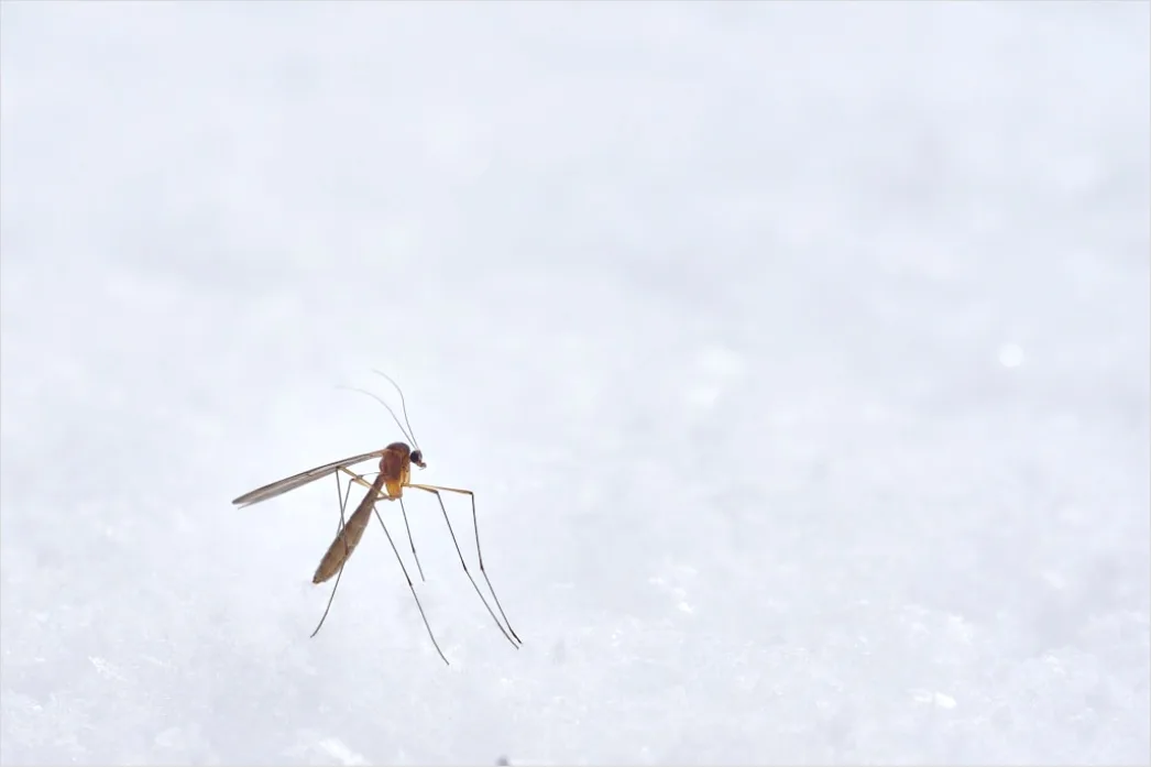 Detail Mosquito Macro Number 8