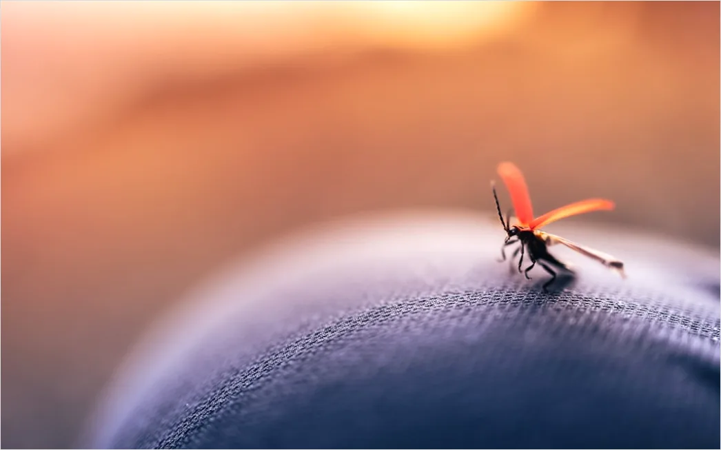 Detail Mosquito Macro Number 9