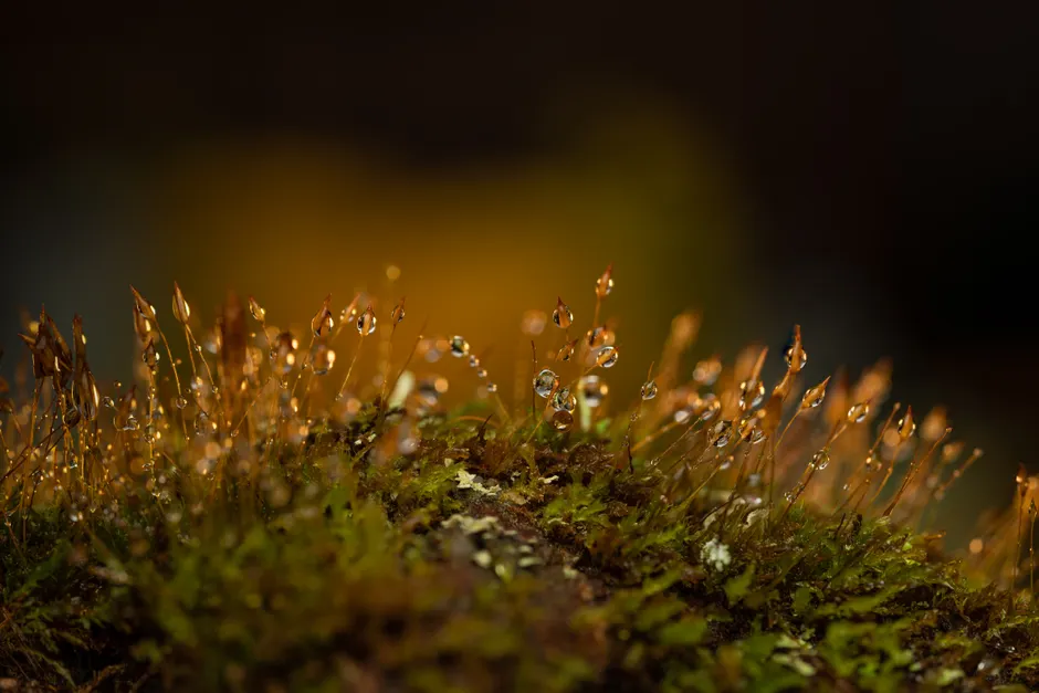 Detail Moss Macro Number 2