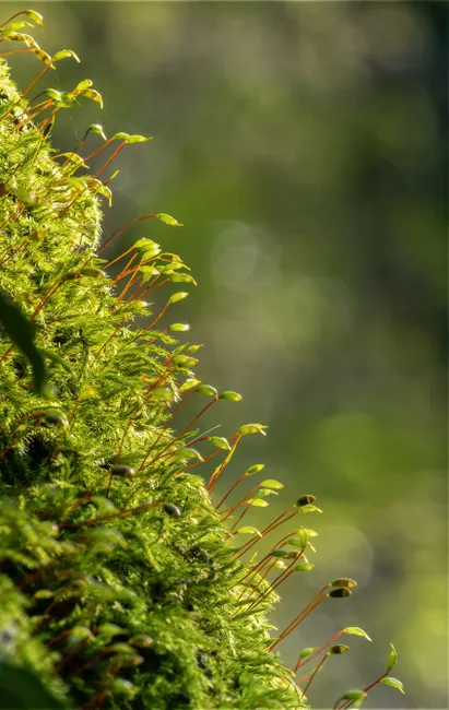 Detail Moss Macro Number 11