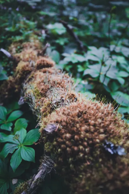 Detail Moss Macro Number 13