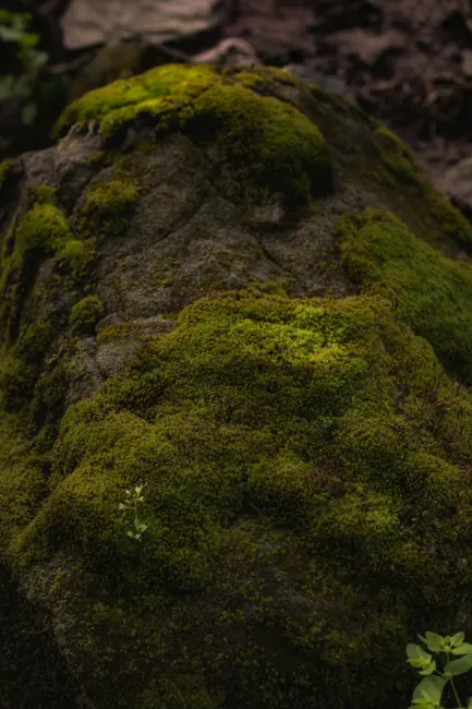 Detail Moss Macro Number 15
